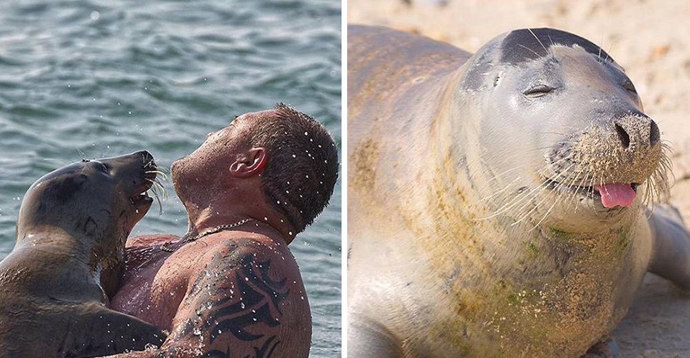 Dulce foca insiste en hacerse amiga de todos los humanos que visitan la playa