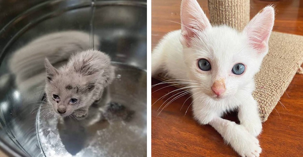 Gatito sin hogar cubierto de aceite muestra su bello pelaje tras una conmovedora transformación