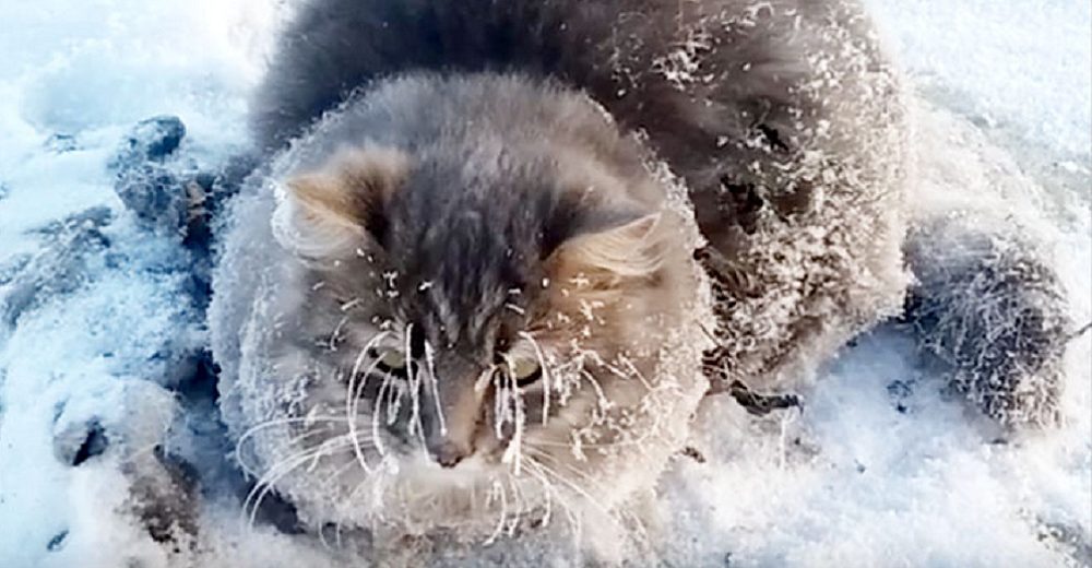 Gato agradece a la pareja que lo salvó al quedar con sus 4 patitas congeladas sin poder moverse