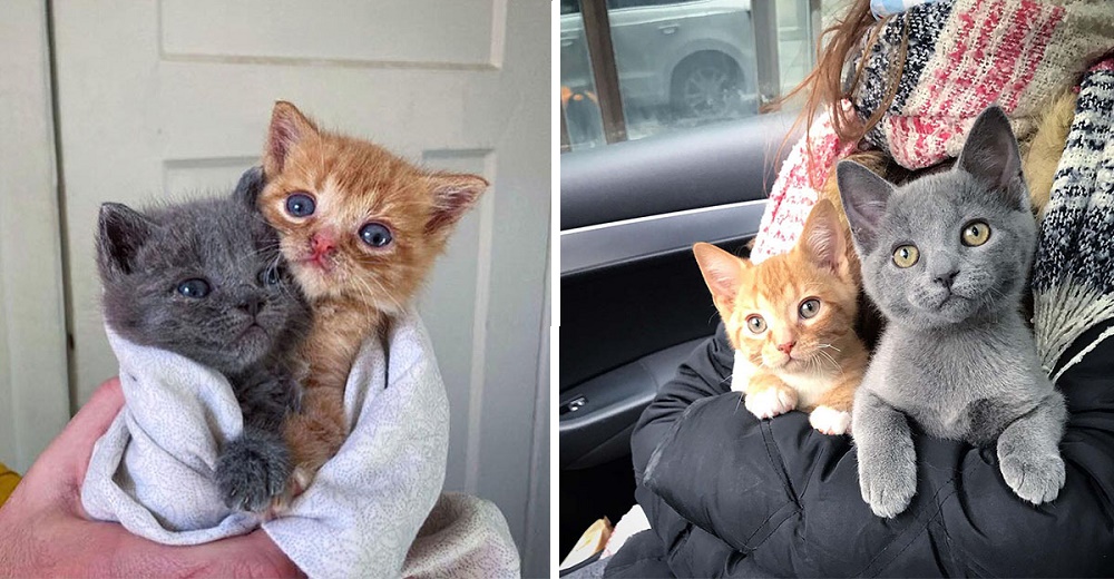 3 gatitos dejados en la puerta de una casa por su madre gata, cambian sus vidas para siempre