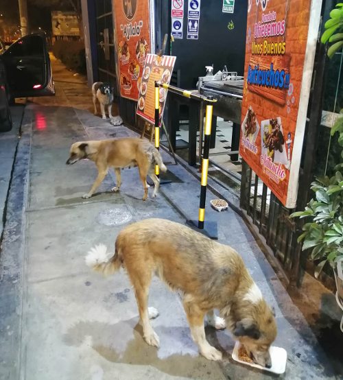 Dueño restaurante prepara comida gratis para perros callejeros