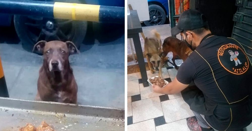 Dueño de un restaurante espera con una comida gratis a cada perrito callejero que lo visita