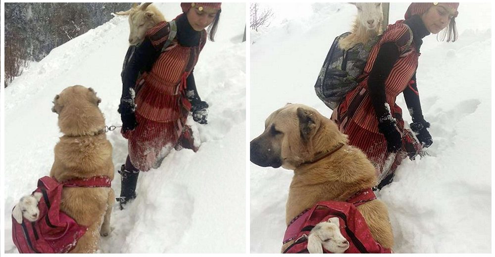 Niña de 11 años y su perrito ayudan a una cabra a dar a luz en la nieve y salvan a su bebé