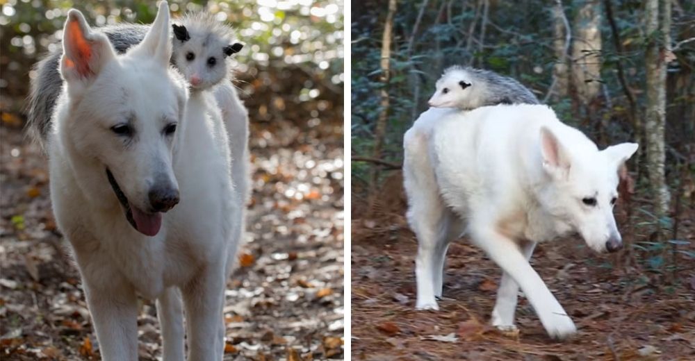 Perrita adopta a una zarigüeya que quedó huérfana como si fuera su propio hijo