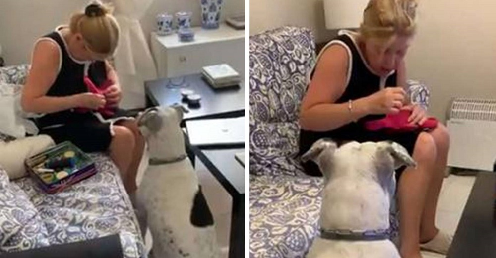 Perrita se niega a separarse de su juguete mientras le realizan una cirugía de emergencia Perrita se niega a separarse de su juguete mientras le realizan una cirugía de emergencia
