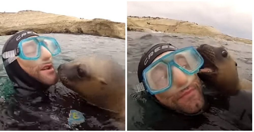 Dulce león marino ve a un buzo y no se contiene las ganas de besarlo