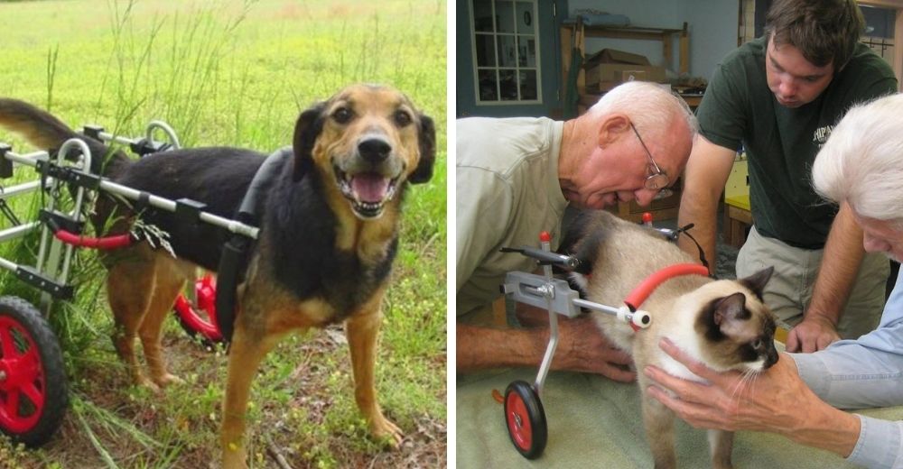 Veterinario de 92 años dedica su vida a construir sillas de ruedas para animales discapacitados