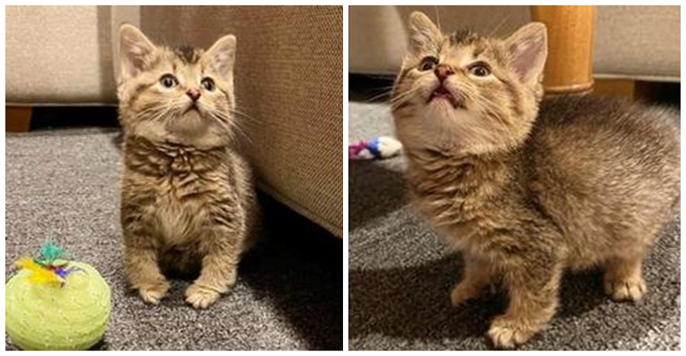 Gatita con las patitas dobladas se convierte en la más feliz con una personalidad entrañable