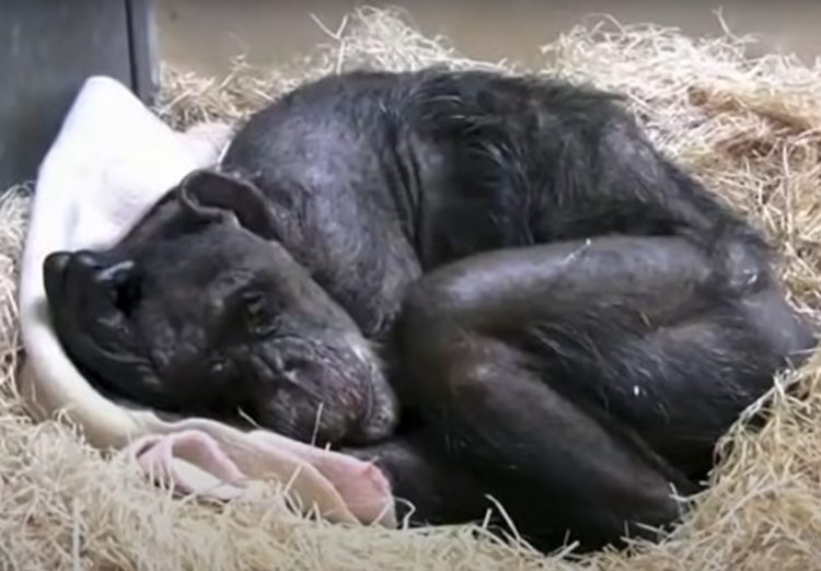 chimpancé anciana y su cuidador humano