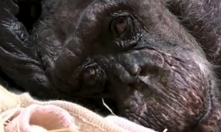 chimpancé anciana y su cuidador humano