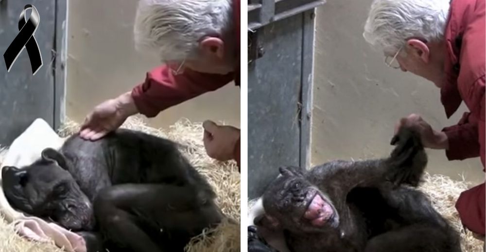 Chimpancé anciana de 59 años se negaba a comer hasta que reconoció la voz de su viejo cuidador