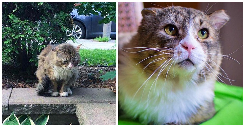 Gato recupera la felicidad y el brillo de sus hermosos ojos, tras una dura vida en las calles