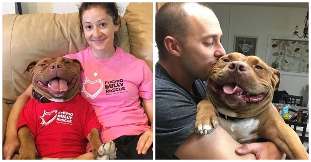 Perrito no ha dejado de sonreír y demostrar lo feliz que es desde que lo adoptaron Perrito no ha dejado de sonreír y demostrar lo feliz que es desde que lo adoptaron
