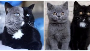 Nacen dos gatitos que se repartieron los colores de su hermoso padre con carita bicolor