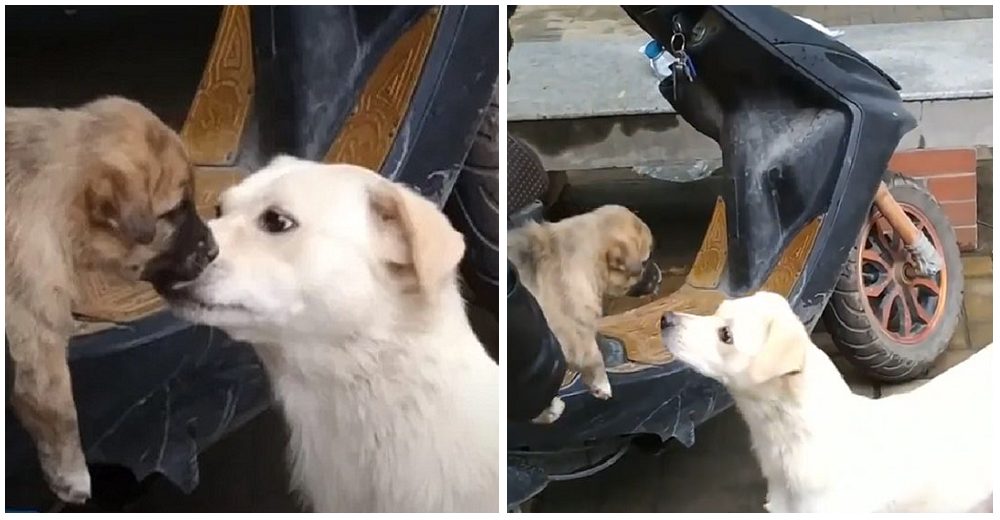 Una perrita se despide de su cachorrito con un beso antes de que sea adoptado Una perrita se despide de su cachorrito con un beso antes de que sea adoptado