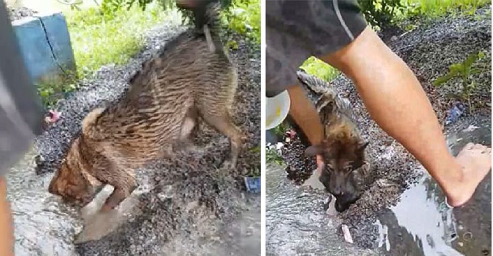 Perrita se arrastra por un agujero inundado para salvar a sus cachorritos a punto de ahogarse