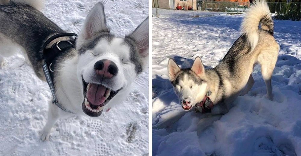 Perrita ciega no puede contener su emoción cada vez que siente la nieve