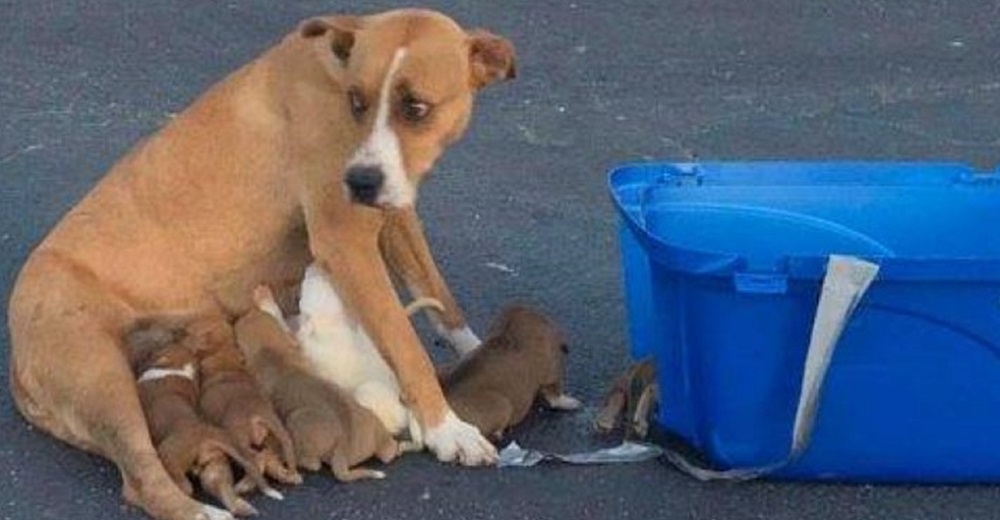 Rescatan a la perrita que abandonaron con sus 9 cachorros en el estacionamiento de una iglesia