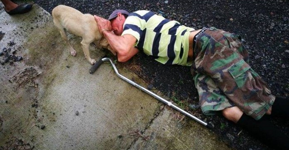 Perrita leal corre en medio del tráfico arriesgando su vida, rogaba por ayuda para su dueño Perrita leal corre en medio del tráfico arriesgando su vida, rogaba por ayuda para su dueño