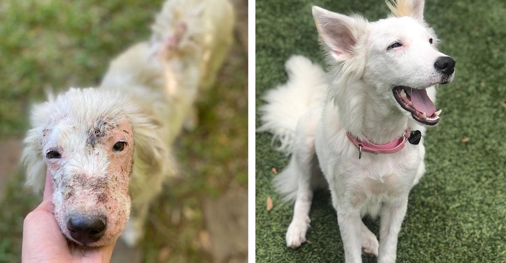 Perrita sin pelo rescatada de las calles, ahora luce tan esponjosa, blanca y feliz