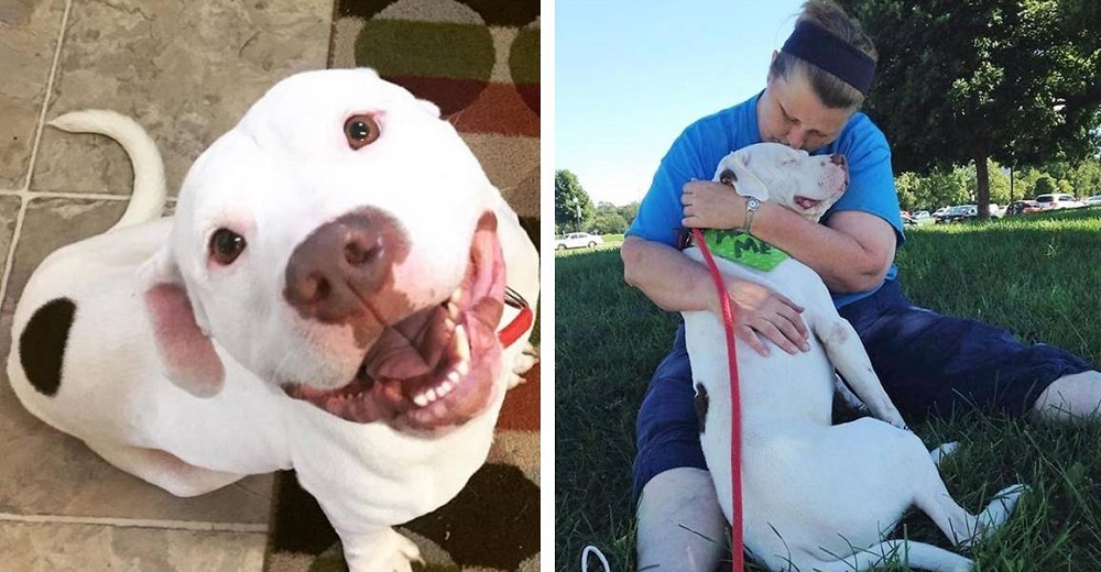 Perrito rescatado que fue abandonado en un patio sale de excursión y nunca más dejó de sonreír Perrito rescatado que fue abandonado en un patio sale de excursión y nunca más dejó de sonreír