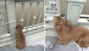 Perrito fiel lleva 4 días esperando a su dueño en el puente donde lo vio saltar