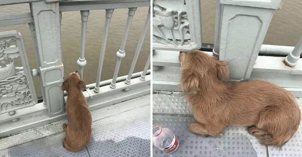 Perrito fiel lleva 4 días esperando a su dueño en el puente donde lo vio saltar