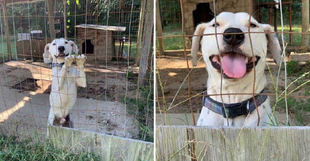 Perrito encerrado en una jaula movía alegremente su colita suplicando ayuda a todo el que pasaba