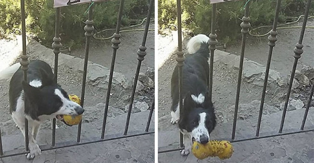 Un perrito pide a todos los que pasan a su lado que le arrojen su juguete