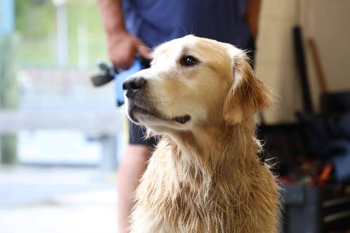 perrito