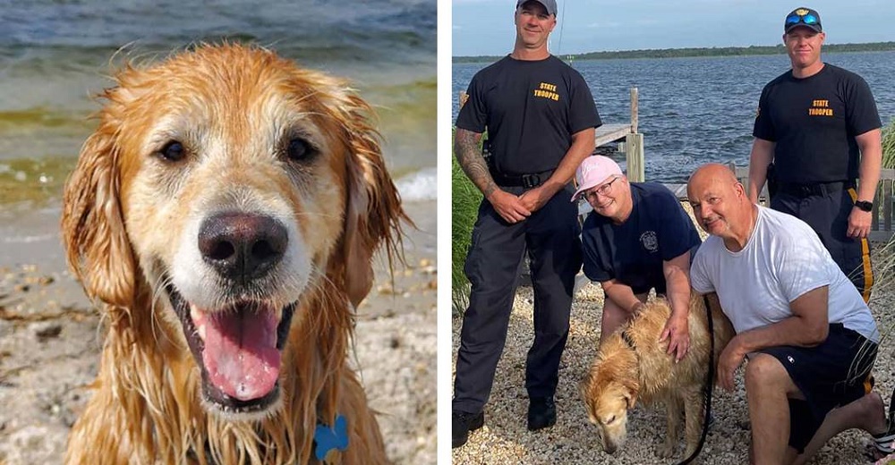 Perrito que estuvo 16 días desaparecido es encontrado nadando a lo largo de la costa