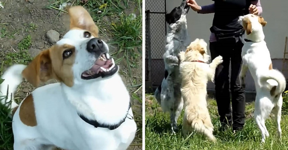 Perritos sin hogar dan las gracias y saltan de felicidad al ser rescatados