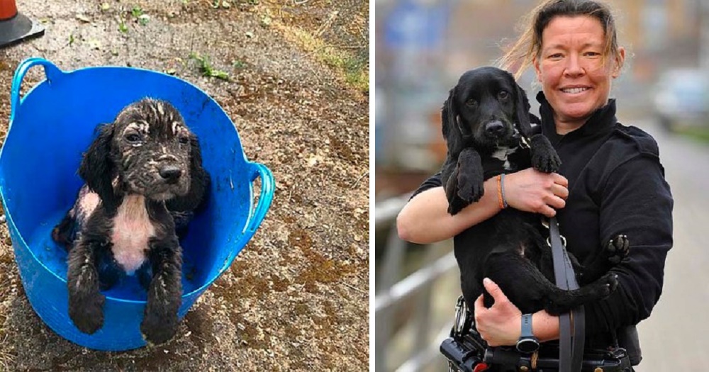 Badger, el cocker spaniel abandonado en un balde, ahora es un excelente rastreador de la Policía