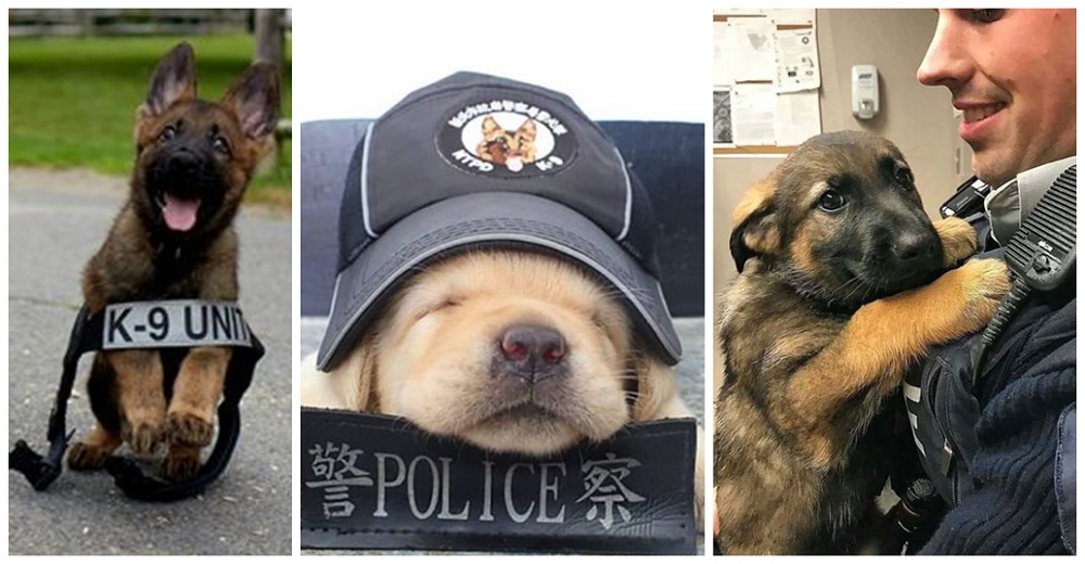Futuros perros policías intentaron mostrar su «rudeza» al mundo sin saber que se veían adorables