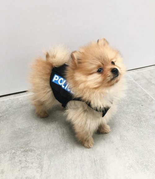 Perros policías