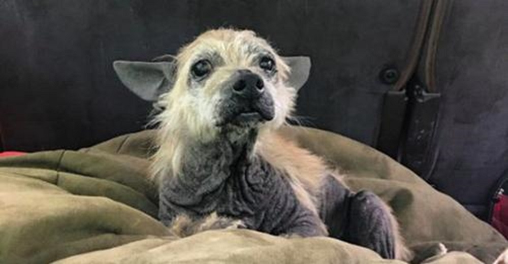 Un perro anciano sin nada de pelo detiene un coche en un camino de tierra para pedir ayuda