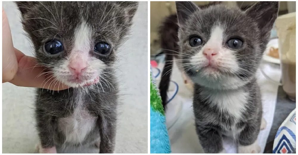 Gatito diminuto con la mitad del tamaño para su edad se aferra a la vida con todas sus fuerzas