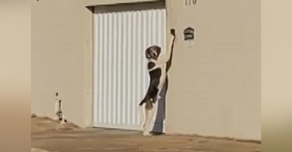 Un perrito enloquece a sus dueños tocando el timbre de su casa a todas horas