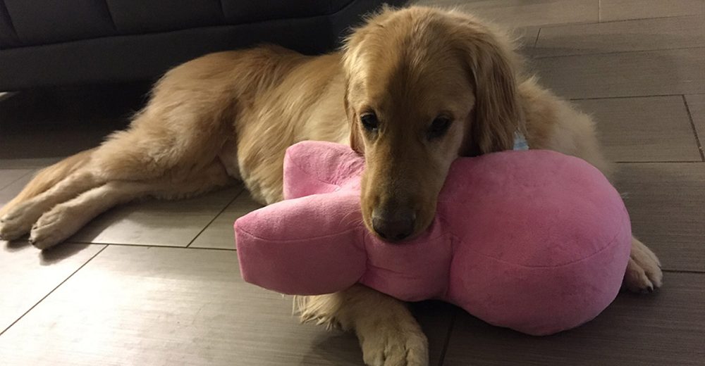 Familia amorosa adopta un golden retriever aunque les advirtieron de sus problemas mentales