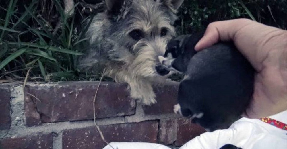 Perrita contempla pacientemente el rescate de cada uno de sus cachorros Perrita contempla pacientemente el rescate de cada uno de sus cachorros