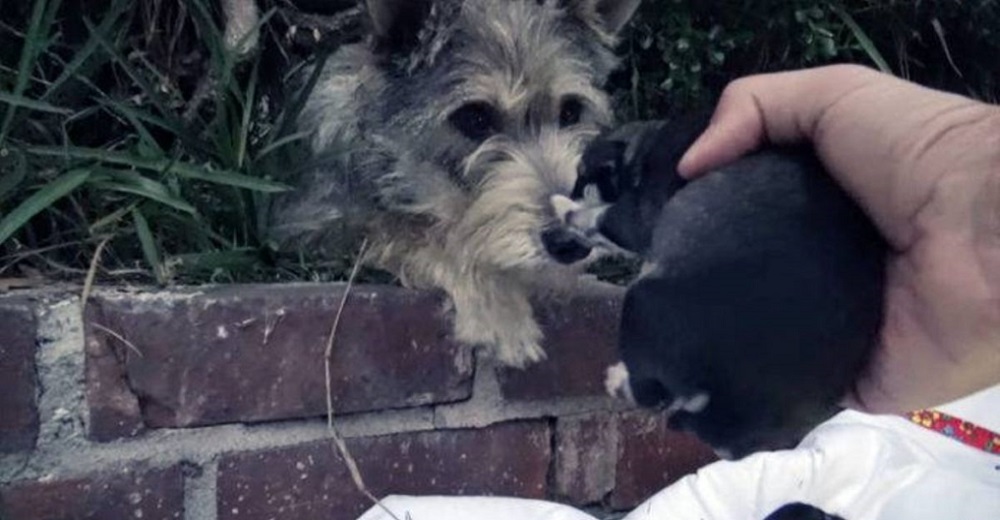 Perrita contempla pacientemente el rescate de cada uno de sus cachorros