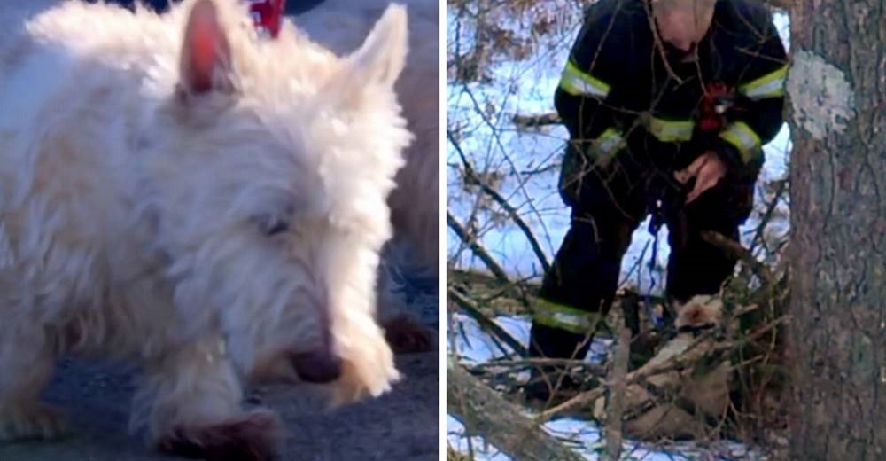 Perrito desesperado y temblando, corre hacia un policía y le suplica que lo siga