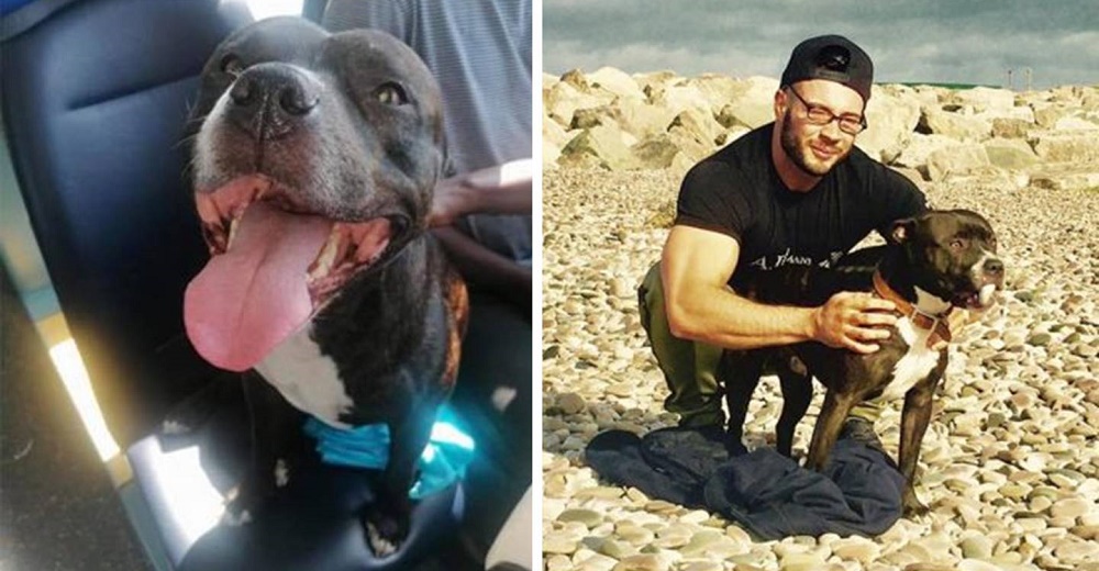 Perrito se escapa para irse solito en autobús a la playa y su padre se entera en Facebook Perrito se escapa para irse solito en autobús a la playa y su padre se entera en Facebook