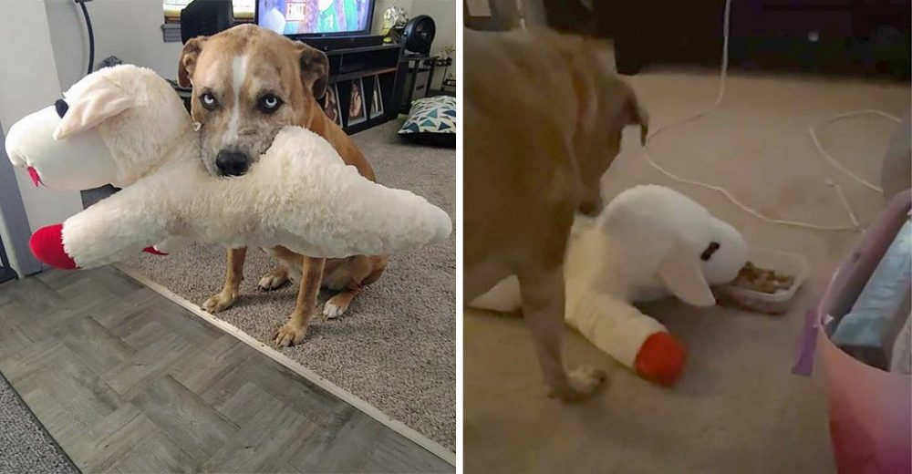 Un perrito comparte su comida con su mejor amigo, su peluche favorito