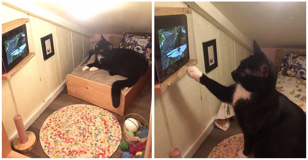 Gato disfruta la vida dentro de su diminuta habitación con televisión que su papá le construyó