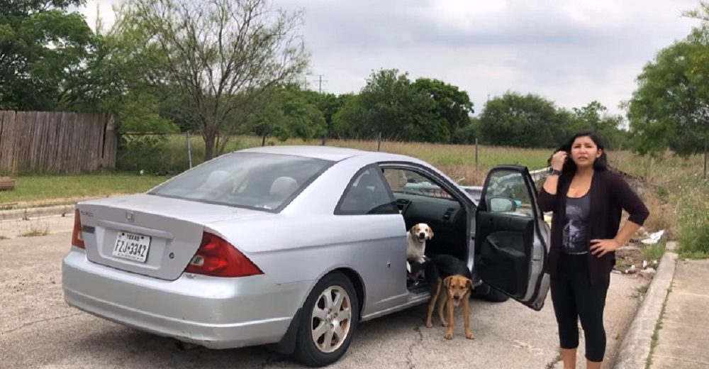 4 perritos son rescatados gracias a una mujer que grabó cuando los abandonaban sin remordimiento