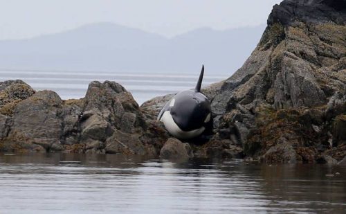 Orca