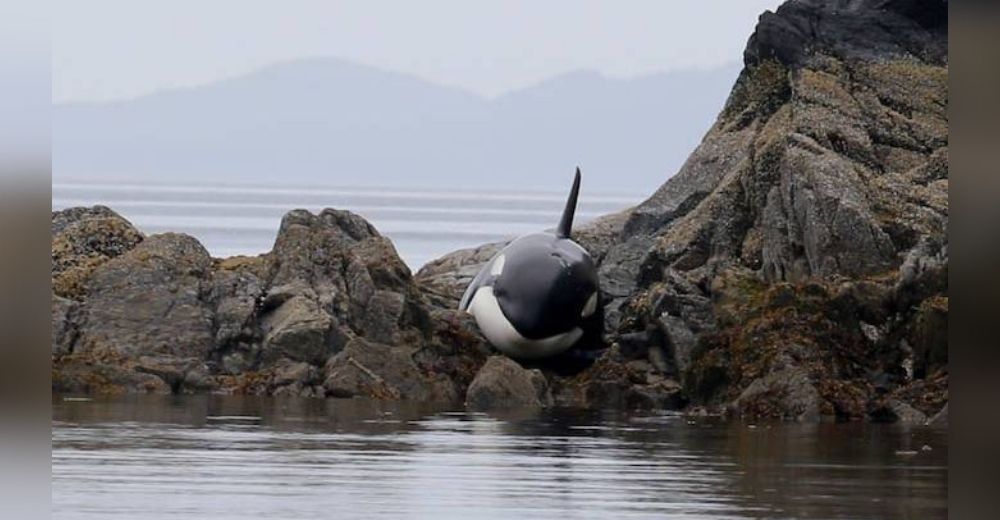 Orca atrapada entre las rocas no dejó de llorar hasta que finalmente llegaron a ayudarla Orca atrapada entre las rocas no dejó de llorar hasta que finalmente llegaron a ayudarla
