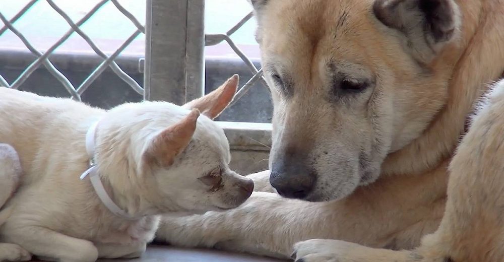 Perrita cuida de su hermanito casi ciego después de que los dejaran a su suerte en un refugio