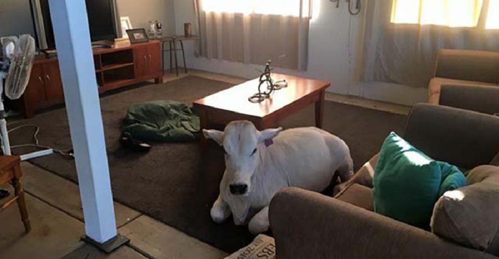 Vaca se cree un perro más de la familia y espera en la sala hasta que sus dueños regresen a casa